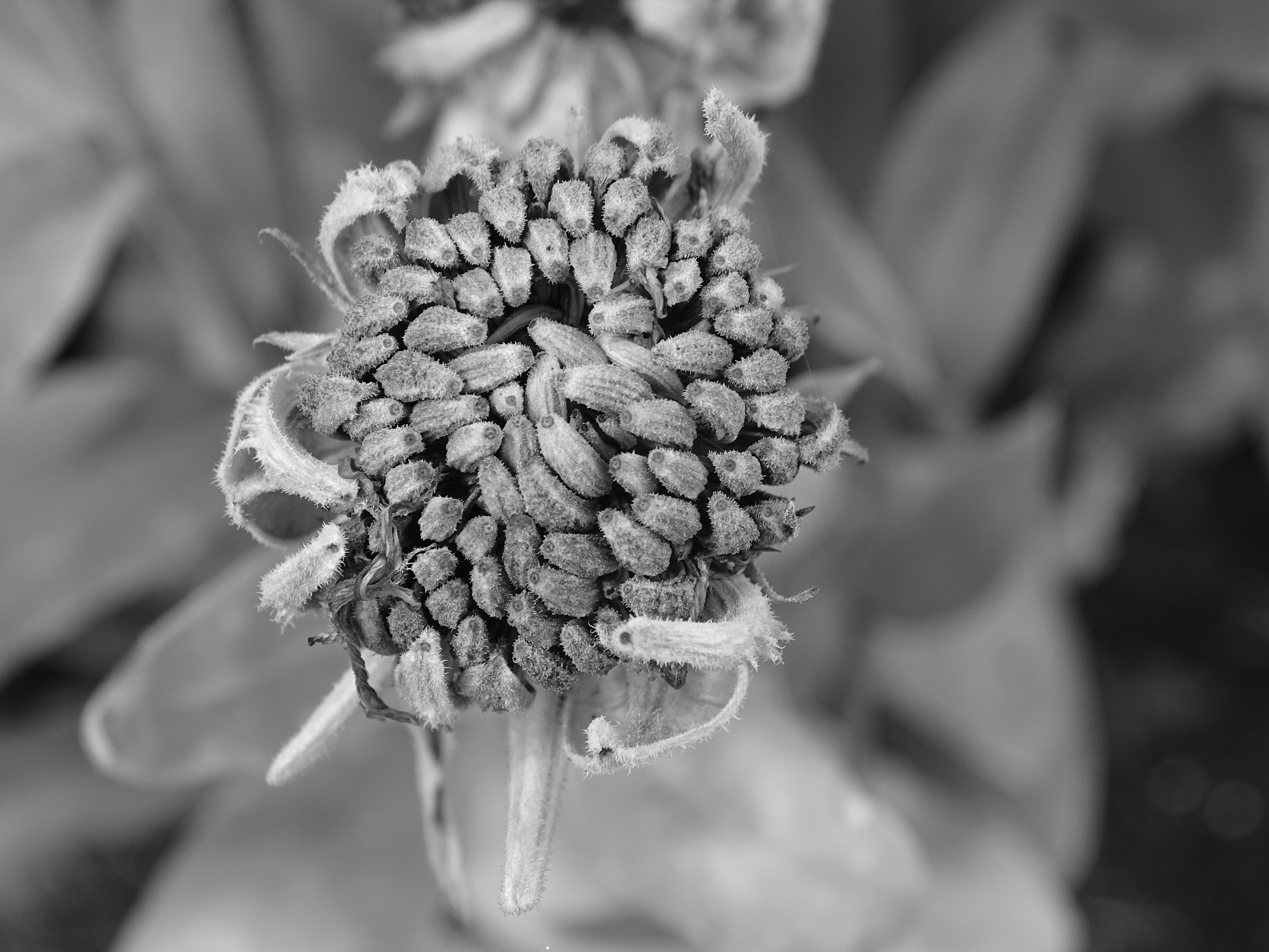 Calendula Seeds