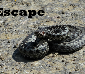 Escape: A Micro Story