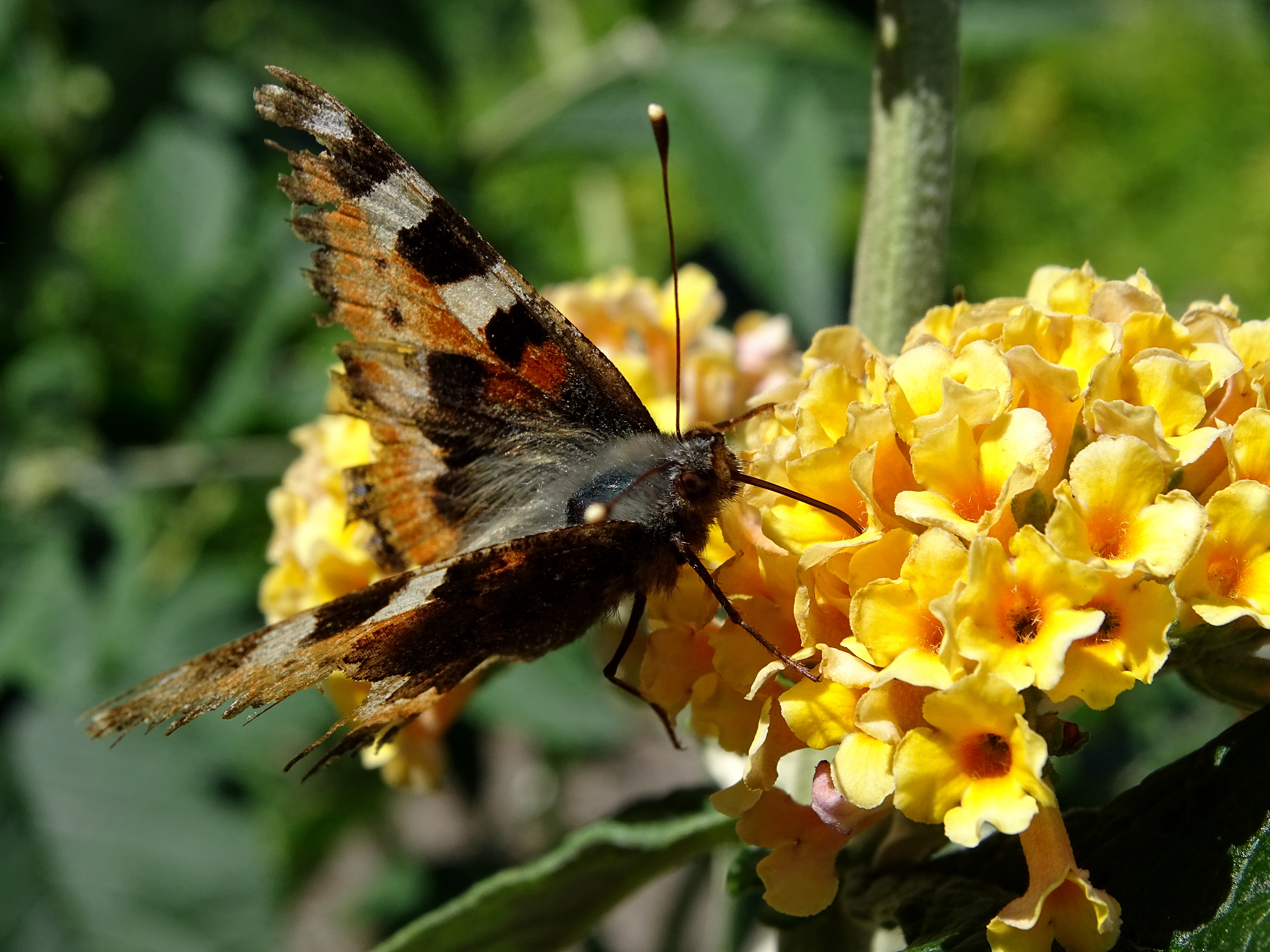 Tattered Butterfly Haiku and Photo