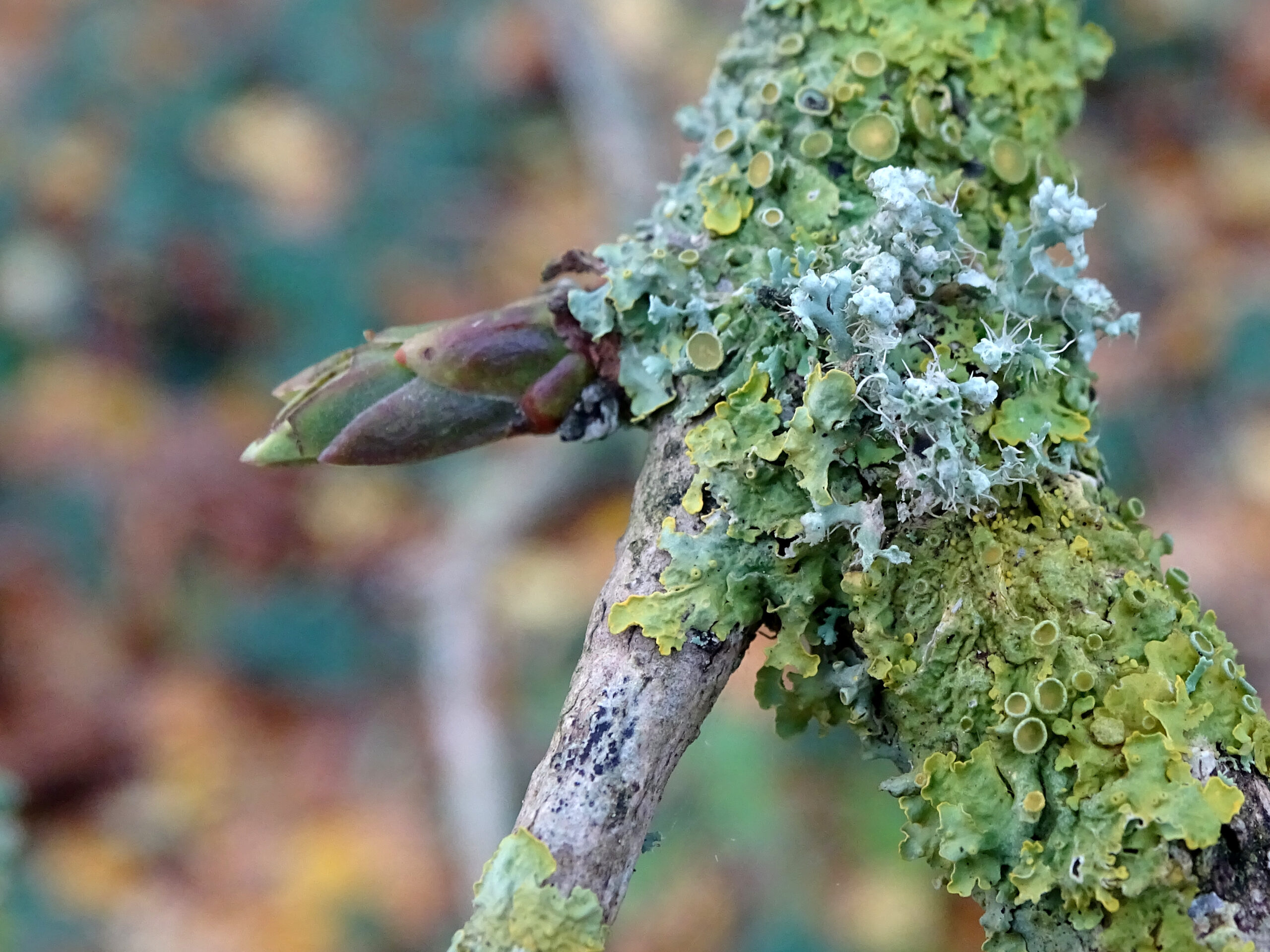 multiple lichen types on a budding branch