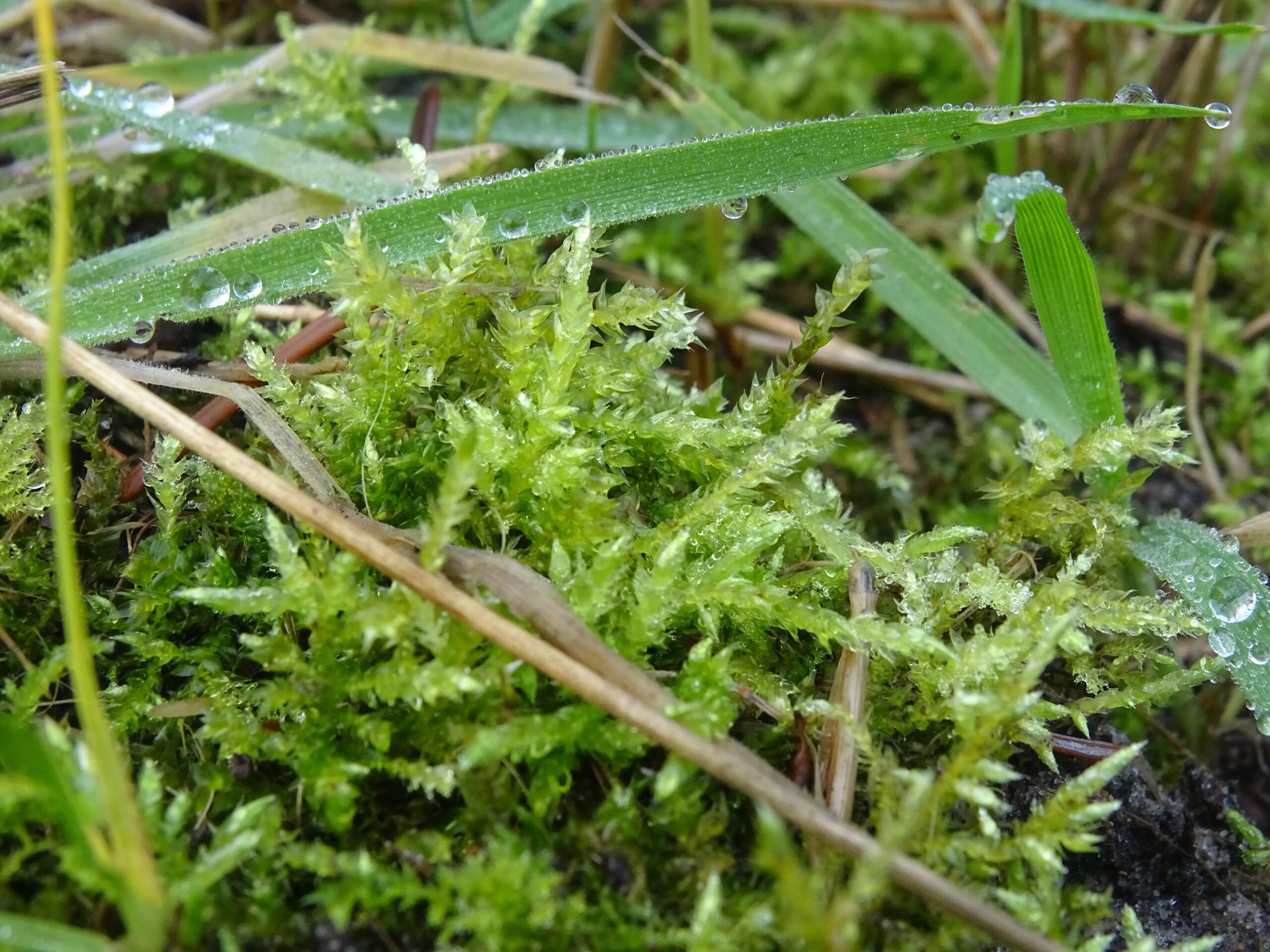 a wet patch of moss