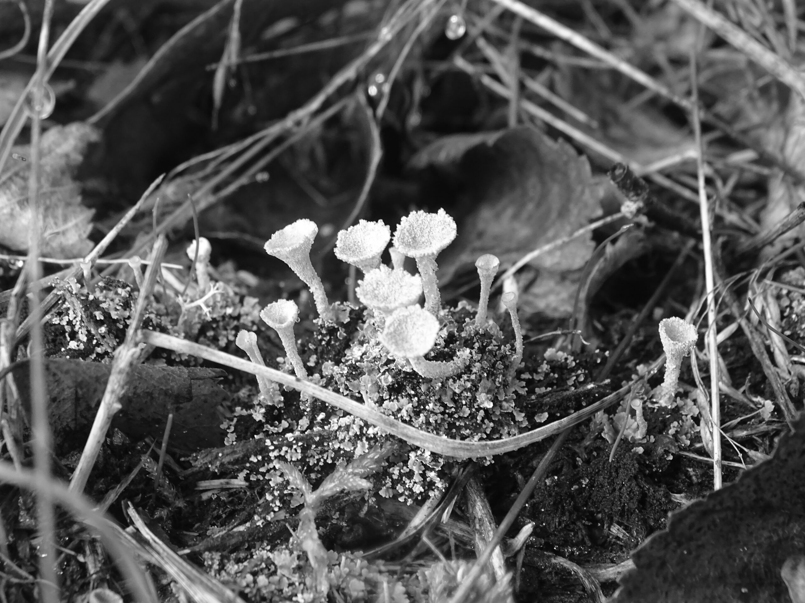 Black and white photo of a patch of cuppy lichen on the ground
