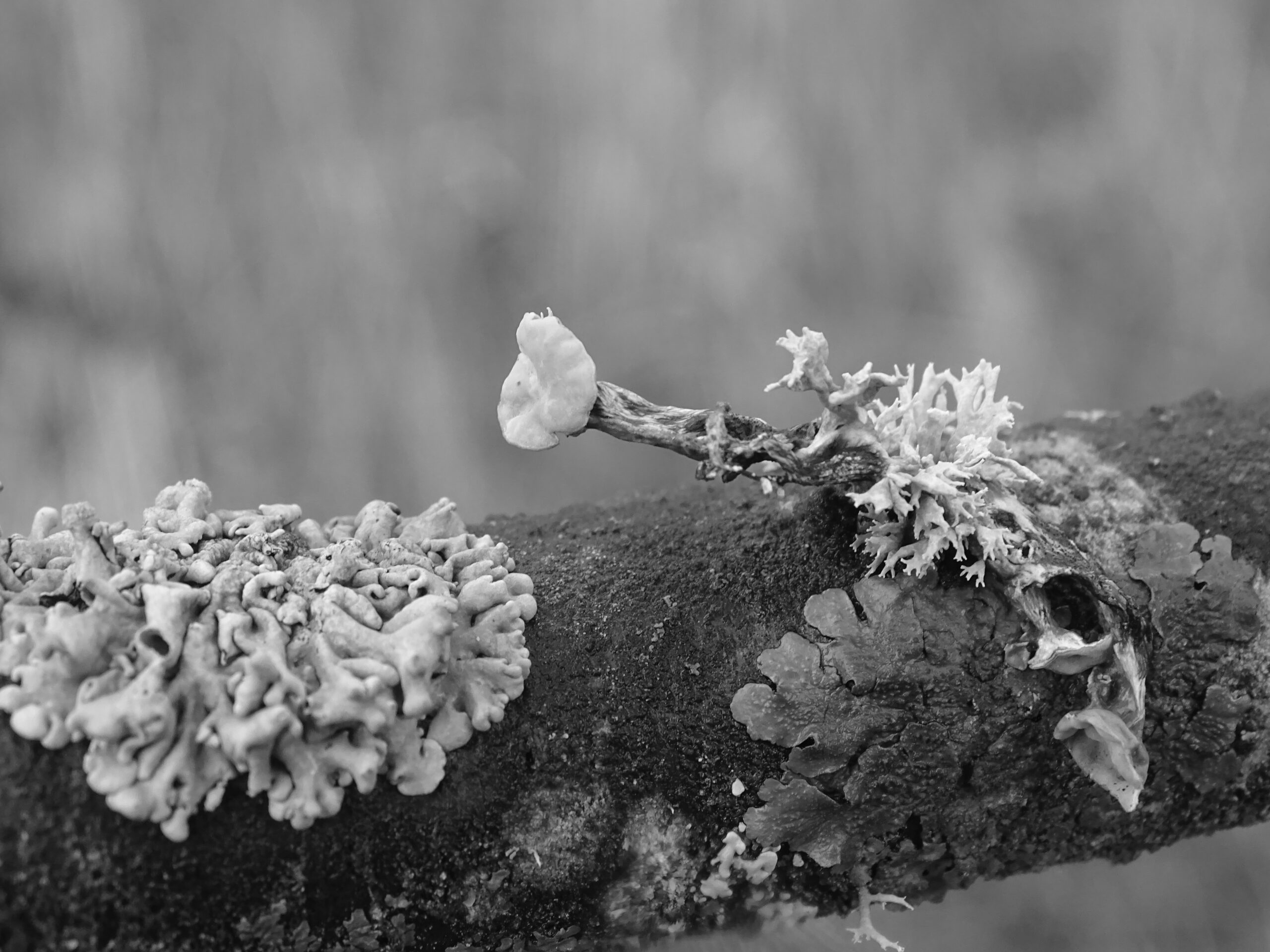 a few types of lichen in black and white