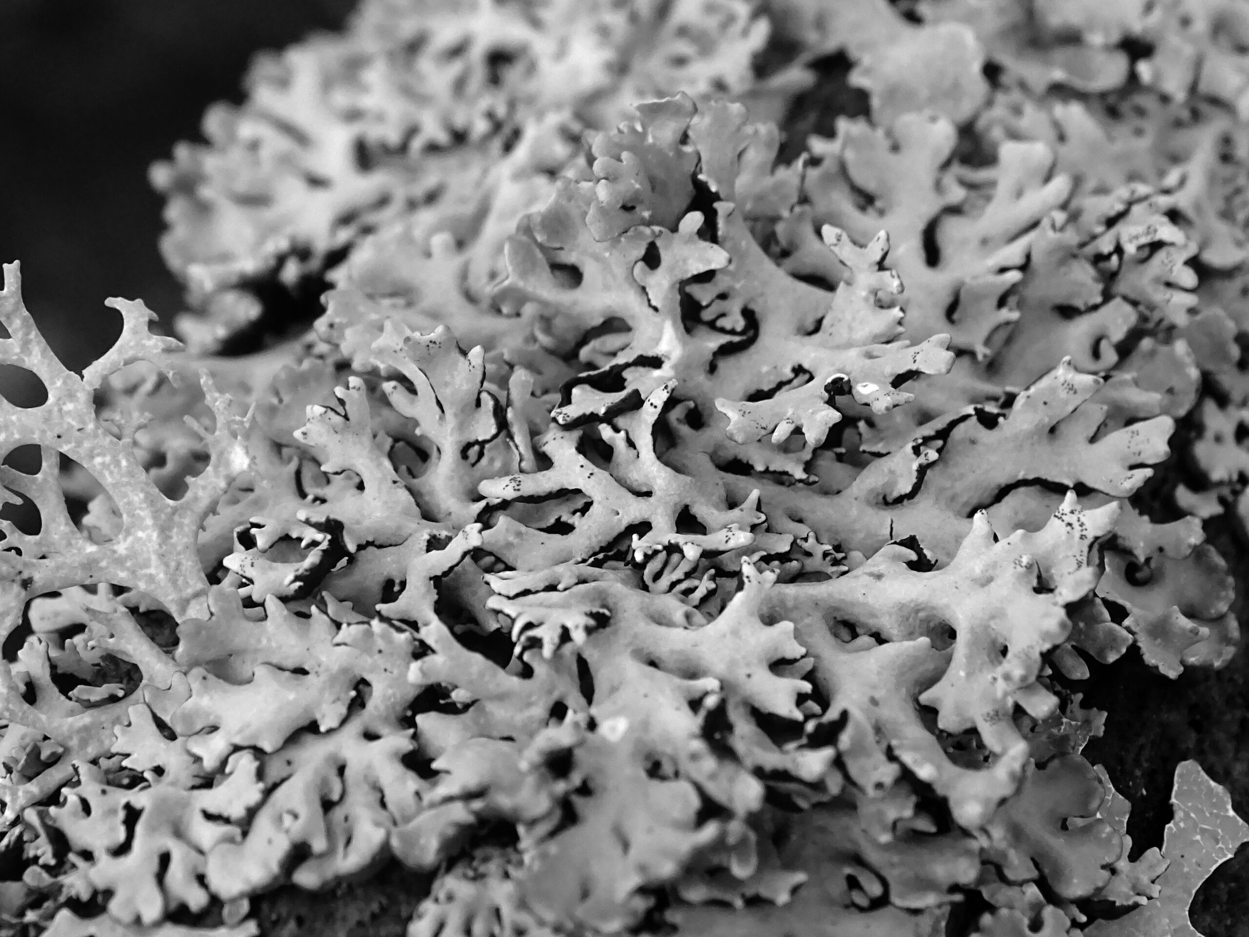 monochrome macro shot of leafy lichen with a bit of spiky on the side