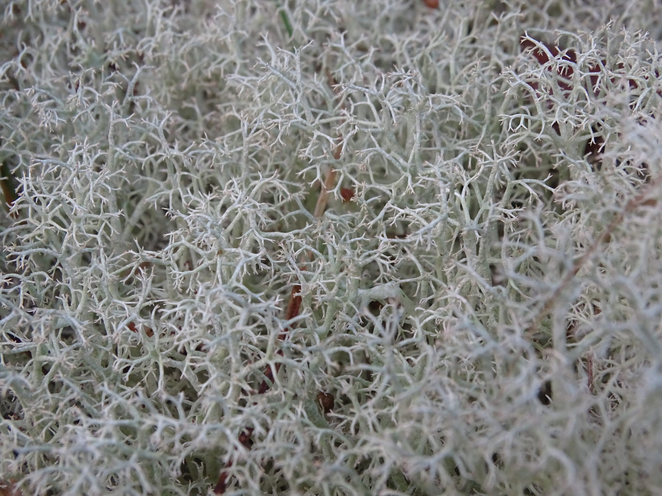 macro of spiky ground-growing lichen