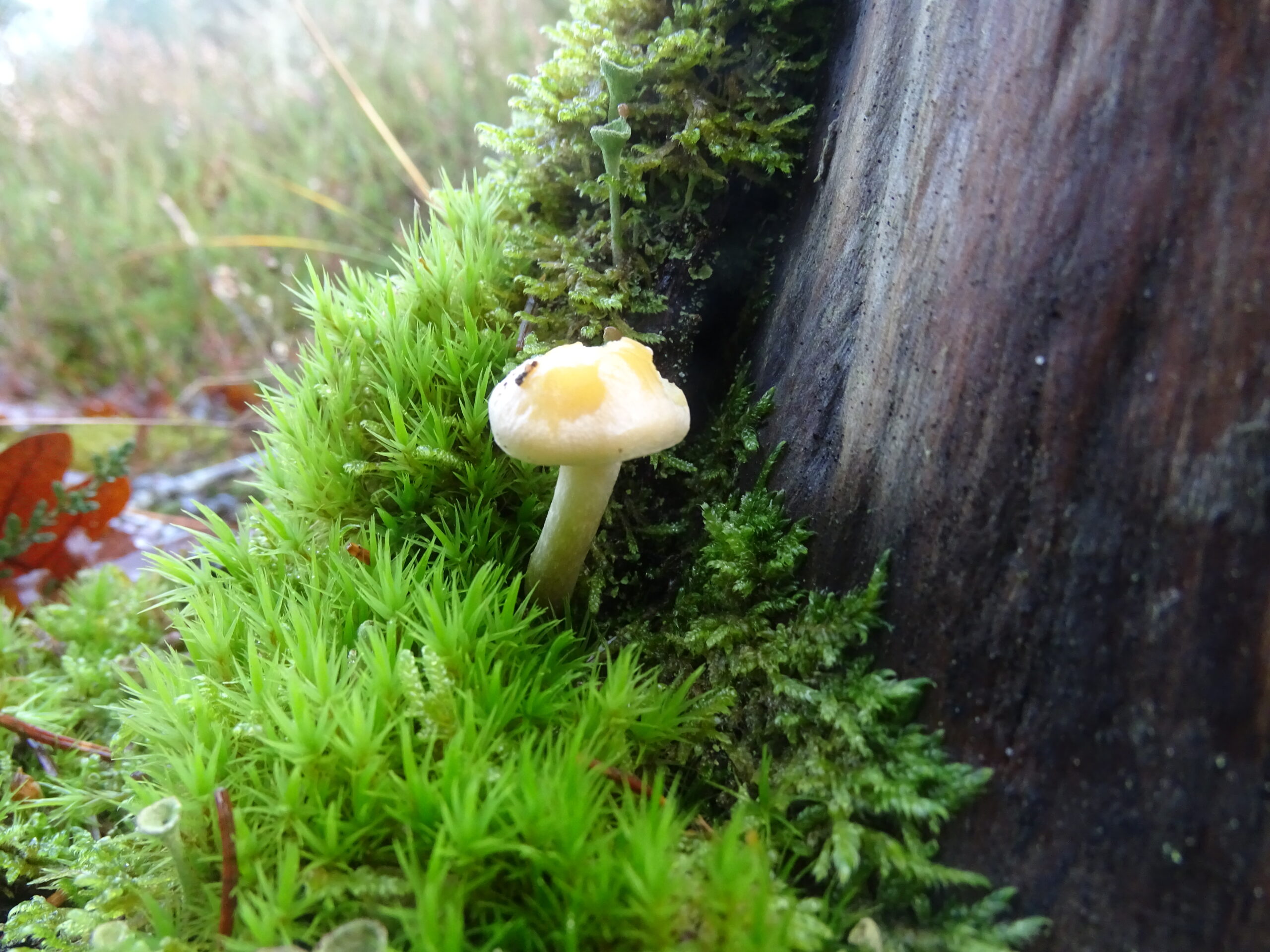 a small cap mushroom bedded in moss against a stump with cuppy lichen